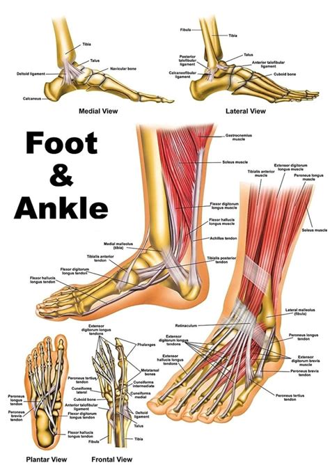 Ankle and foot anatomy: Bones, joints, muscles .